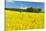 Conventional Agriculture, Farmer Spreading Pesticides on the Rape Field by Tractor-Andreas Vitting-Stretched Canvas