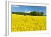 Conventional Agriculture, Farmer Spreading Pesticides on the Rape Field by Tractor-Andreas Vitting-Framed Photographic Print