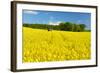 Conventional Agriculture, Farmer Spreading Pesticides on the Rape Field by Tractor-Andreas Vitting-Framed Photographic Print