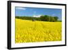 Conventional Agriculture, Farmer Spreading Pesticides on the Rape Field by Tractor-Andreas Vitting-Framed Photographic Print