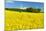 Conventional Agriculture, Farmer Spreading Pesticides on the Rape Field by Tractor-Andreas Vitting-Mounted Photographic Print