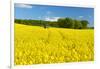 Conventional Agriculture, Farmer Spreading Pesticides on the Rape Field by Tractor-Andreas Vitting-Framed Photographic Print