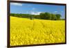 Conventional Agriculture, Farmer Spreading Pesticides on the Rape Field by Tractor-Andreas Vitting-Framed Photographic Print