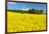 Conventional Agriculture, Farmer Spreading Pesticides on the Rape Field by Tractor-Andreas Vitting-Framed Photographic Print