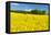 Conventional Agriculture, Farmer Spreading Pesticides on the Rape Field by Tractor-Andreas Vitting-Framed Stretched Canvas