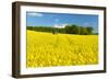 Conventional Agriculture, Farmer Spreading Pesticides on the Rape Field by Tractor-Andreas Vitting-Framed Photographic Print