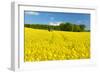 Conventional Agriculture, Farmer Spreading Pesticides on the Rape Field by Tractor-Andreas Vitting-Framed Photographic Print