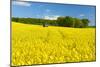 Conventional Agriculture, Farmer Spreading Pesticides on the Rape Field by Tractor-Andreas Vitting-Mounted Photographic Print