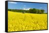 Conventional Agriculture, Farmer Spreading Pesticides on the Rape Field by Tractor-Andreas Vitting-Framed Stretched Canvas