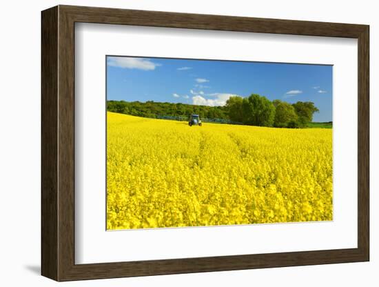 Conventional Agriculture, Farmer Spreading Pesticides on the Rape Field by Tractor-Andreas Vitting-Framed Photographic Print