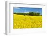 Conventional Agriculture, Farmer Spreading Pesticides on the Rape Field by Tractor-Andreas Vitting-Framed Photographic Print