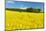 Conventional Agriculture, Farmer Spreading Pesticides on the Rape Field by Tractor-Andreas Vitting-Mounted Photographic Print