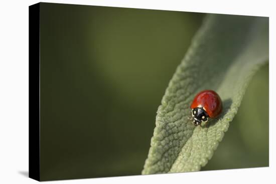 Convergent Ladybird Beetle on Cleveland Sage, Southern California-Rob Sheppard-Stretched Canvas