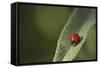 Convergent Ladybird Beetle on Cleveland Sage, Southern California-Rob Sheppard-Framed Stretched Canvas