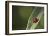 Convergent Ladybird Beetle on Cleveland Sage, Southern California-Rob Sheppard-Framed Photographic Print