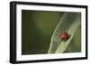 Convergent Ladybird Beetle on Cleveland Sage, Southern California-Rob Sheppard-Framed Photographic Print