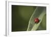 Convergent Ladybird Beetle on Cleveland Sage, Southern California-Rob Sheppard-Framed Photographic Print