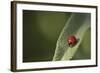 Convergent Ladybird Beetle on Cleveland Sage, Southern California-Rob Sheppard-Framed Photographic Print
