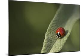 Convergent Ladybird Beetle on Cleveland Sage, Southern California-Rob Sheppard-Mounted Photographic Print