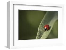 Convergent Ladybird Beetle on Cleveland Sage, Southern California-Rob Sheppard-Framed Photographic Print