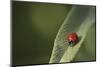 Convergent Ladybird Beetle on Cleveland Sage, Southern California-Rob Sheppard-Mounted Photographic Print