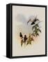 Convers' Thorn-Tail, Gouldia Conversi-John Gould-Framed Stretched Canvas