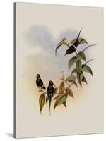 Convers' Thorn-Tail, Gouldia Conversi-John Gould-Stretched Canvas