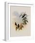 Convers' Thorn-Tail, Gouldia Conversi-John Gould-Framed Giclee Print