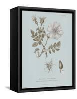 Conversations on Botany IV Blue-Wild Apple Portfolio-Framed Stretched Canvas