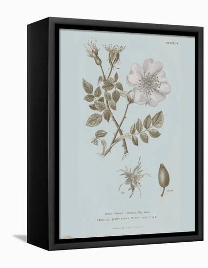 Conversations on Botany IV Blue-Wild Apple Portfolio-Framed Stretched Canvas