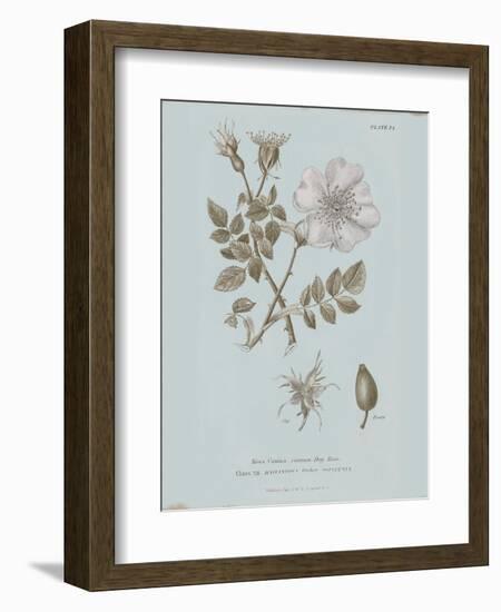 Conversations on Botany IV Blue-Wild Apple Portfolio-Framed Art Print