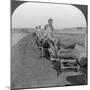 Conveying Salt to the Interior by Wheelbarrow Train, China, 1907-null-Mounted Photographic Print