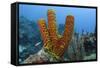 Convoluted Barrel Sponge, Hol Chan Marine Reserve, Belize-Pete Oxford-Framed Stretched Canvas