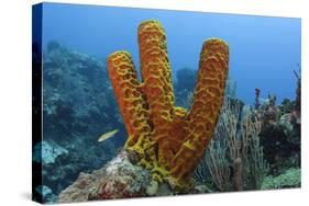 Convoluted Barrel Sponge, Hol Chan Marine Reserve, Belize-Pete Oxford-Stretched Canvas