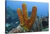 Convoluted Barrel Sponge, Hol Chan Marine Reserve, Belize-Pete Oxford-Stretched Canvas