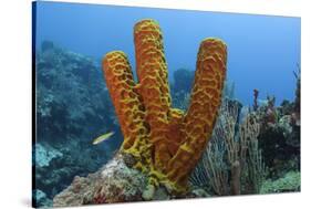 Convoluted Barrel Sponge, Hol Chan Marine Reserve, Belize-Pete Oxford-Stretched Canvas