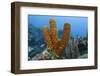 Convoluted Barrel Sponge, Hol Chan Marine Reserve, Belize-Pete Oxford-Framed Premium Photographic Print