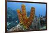 Convoluted Barrel Sponge, Hol Chan Marine Reserve, Belize-Pete Oxford-Framed Photographic Print