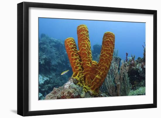 Convoluted Barrel Sponge, Hol Chan Marine Reserve, Belize-Pete Oxford-Framed Photographic Print