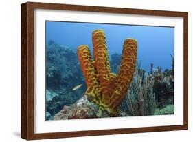 Convoluted Barrel Sponge, Hol Chan Marine Reserve, Belize-Pete Oxford-Framed Photographic Print