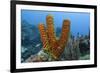 Convoluted Barrel Sponge, Hol Chan Marine Reserve, Belize-Pete Oxford-Framed Photographic Print