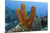 Convoluted Barrel Sponge, Hol Chan Marine Reserve, Belize-Pete Oxford-Mounted Photographic Print