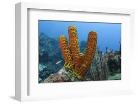 Convoluted Barrel Sponge, Hol Chan Marine Reserve, Belize-Pete Oxford-Framed Photographic Print