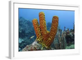 Convoluted Barrel Sponge, Hol Chan Marine Reserve, Belize-Pete Oxford-Framed Photographic Print