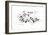 Convolvulus altheoides, Flora Graeca-Ferdinand Bauer-Framed Giclee Print