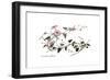 Convolvulus altheoides, Flora Graeca-Ferdinand Bauer-Framed Giclee Print