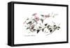 Convolvulus altheoides, Flora Graeca-Ferdinand Bauer-Framed Stretched Canvas