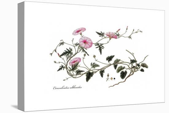 Convolvulus altheoides, Flora Graeca-Ferdinand Bauer-Stretched Canvas