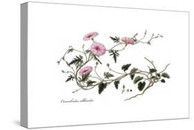 Convolvulus altheoides, Flora Graeca-Ferdinand Bauer-Stretched Canvas