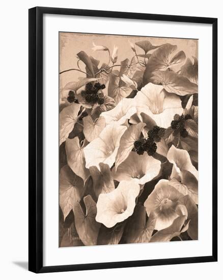 Convolvulus and Blackberries (Sepia)-Mary Dipnall-Framed Giclee Print